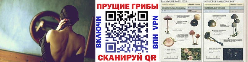 Галлюциногенные грибы Psilocybe  Белый 